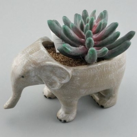 éléphant plante succulente en céramique