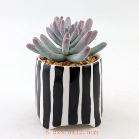 pots à plantes succulentes en céramique à petits points noirs